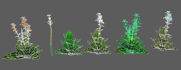 Flowers
