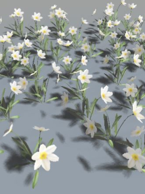 Flowers daffodils