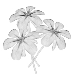 FLOWERS three