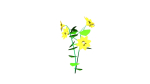 Flowers low poly flower
