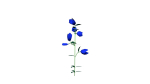 Flowers low poly flower