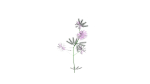 Flowers low poly flower