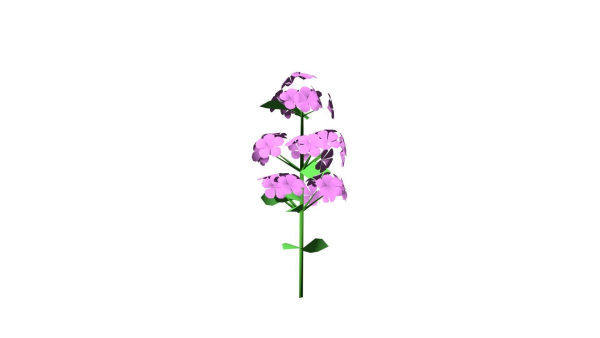 Flowers low poly flower