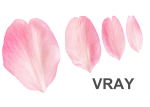 Flying Petals Pack