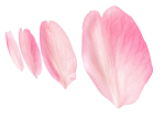 Flying Petals Pack