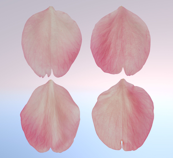 Flying Petals Pack