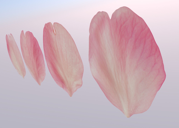 Flying Petals Pack