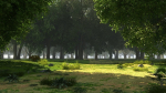Forest background