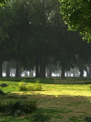 Forest background