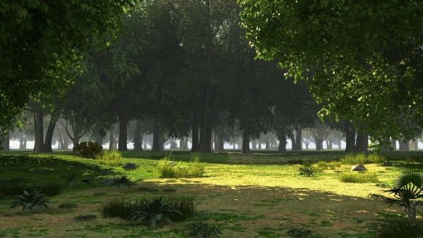 Forest background