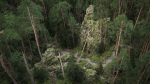 Forest Cliffs Moss