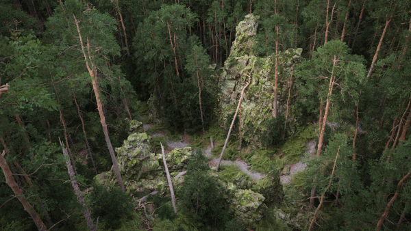 Forest Cliffs Moss