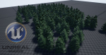Forest Conifer Spruce Tree