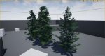 Forest Conifer Spruce Tree