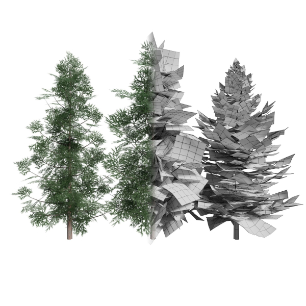 Forest Conifer Spruce Tree