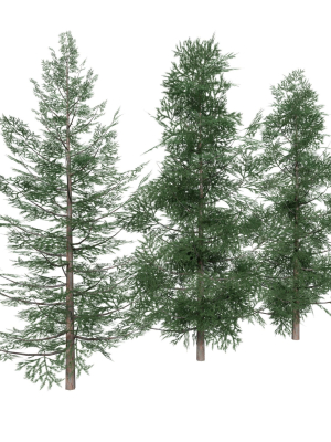 Forest Conifer Spruce Tree