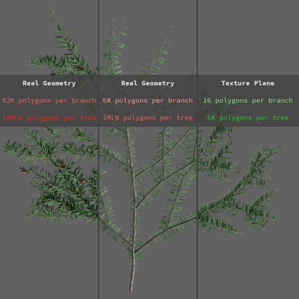Forest Conifer Spruce Tree