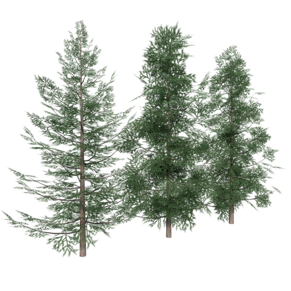 Forest Conifer Spruce Tree