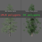 Forest Conifer Spruce Tree