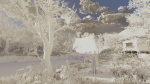 Forest Hut Scene