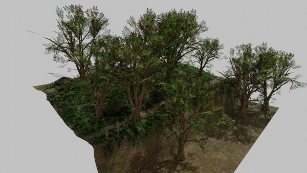Forest path Scene