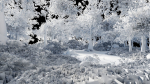 Forest Scene 2