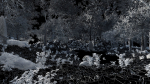 Forest Scene 2