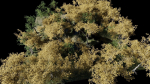 Forest Scene 2