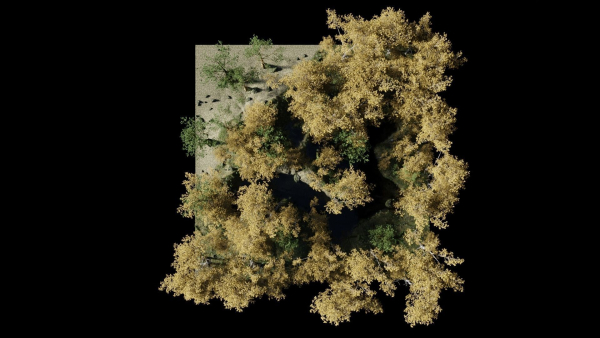 Forest Scene 2