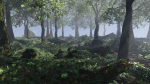 Forest Scene