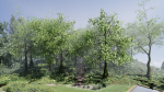 Forest Scene