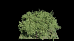 Forest Scene