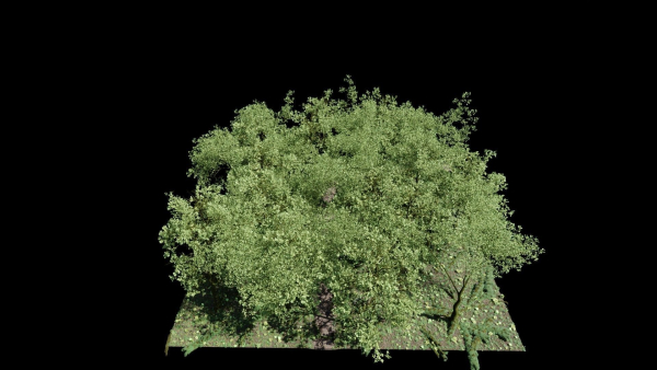 Forest Scene