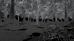 Forest Scene