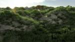 Forest Scene