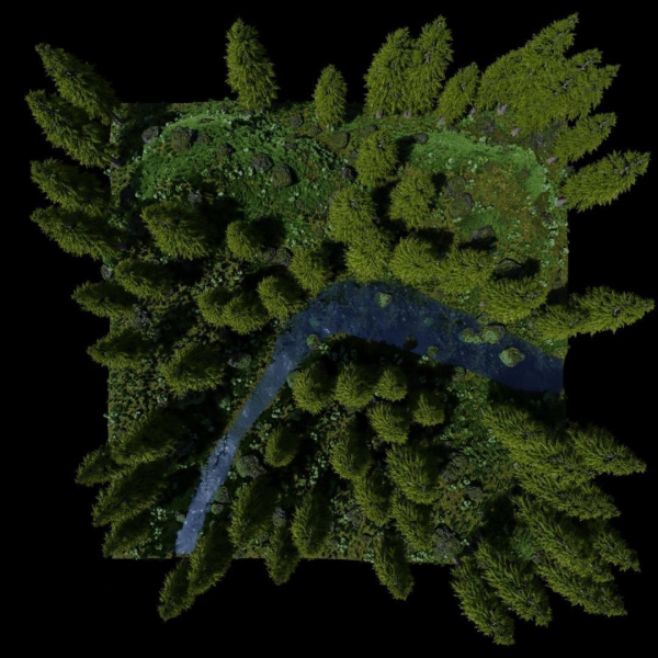 Forest Scene
