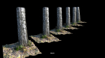 Forest stuff