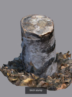 Forest stuff
