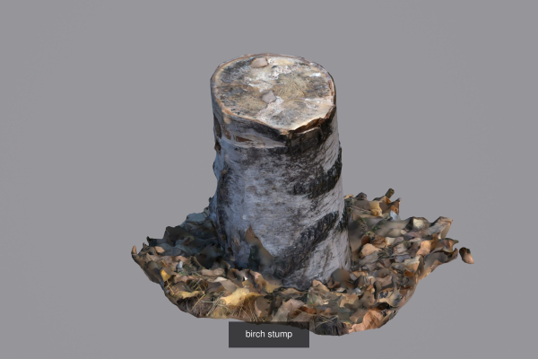 Forest stuff