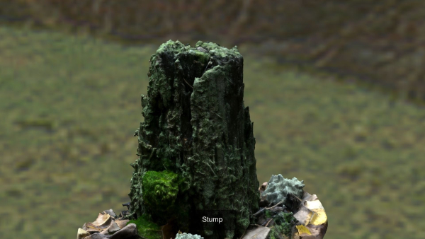 Forest stuff