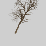 Forest tree