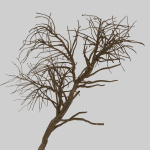 Forest tree