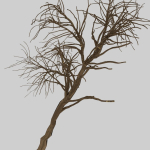 Forest tree