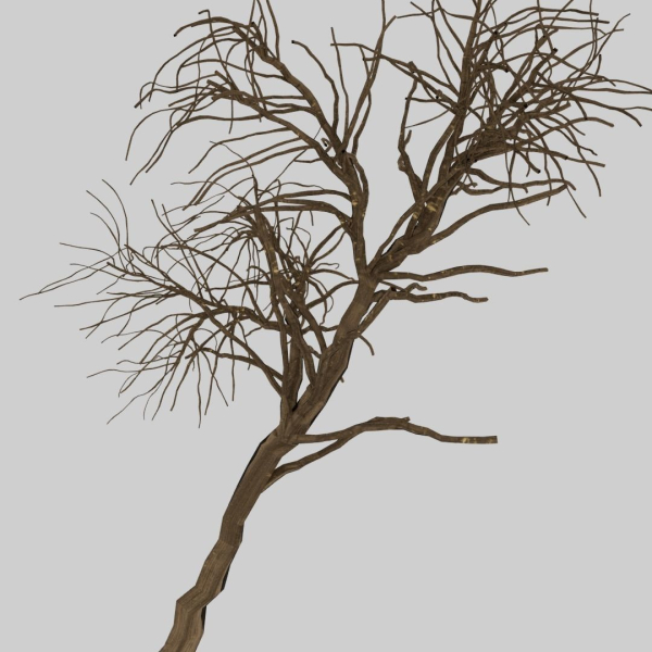 Forest tree