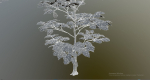 Forest Game Trees