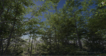 Forest Game Trees