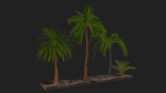 Four palmS trees subtropics with textures