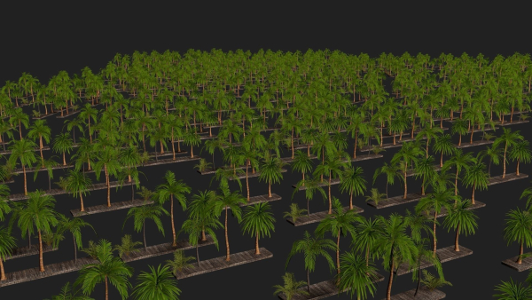 Four palmS trees subtropics with textures