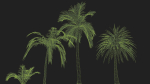 Four palmS trees subtropics with textures