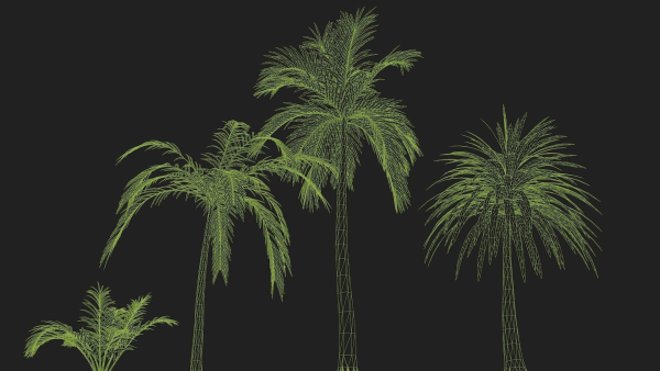 Four palmS trees subtropics with textures